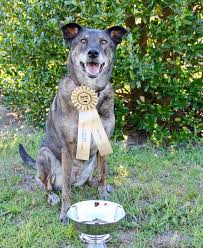 Competition Update Fall 2019