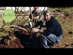 In fall, transplant before the first frost. Burke S Backyard How To Transplant A Tree Youtube