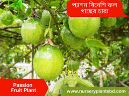 It's more hardy and vigorous as compared to the purple passion. Passion Fruit Tree Plants 2021