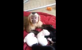 Yes, we did stop what we were doing at the office to watch this adorable video of two puppies, lain and daisy, bonding with a baby monkey, mubi. Watch Monkey Playing With Puppies Is The Best Thing You Will See Today