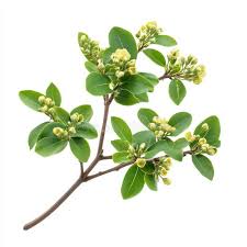 Image result for Acokanthera schimperi