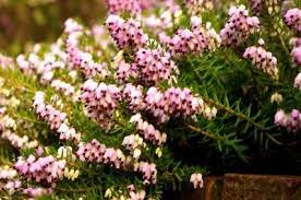 Propagating Heather Plants How Do I Propagate Heather Plants Heather Plant Repotting Orchids Orchid Plants