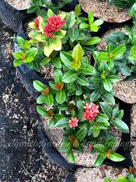 Image result for Ixora seretii