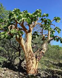 Image result for Cyphostemma obovato-oblongum