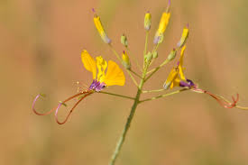 Image result for Cleome angustifolia