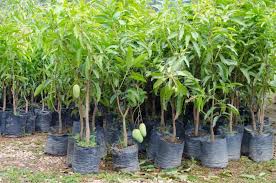 Can you grow a mango tree inside? How To Grow A Mango Tree Inside Your Garden
