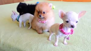 Finding a pomeranian chihuahua mix puppy shouldn't be that hard as this is a very popular mixed breed. Pomeranian And Chihuahua Puppies For Sale Youtube
