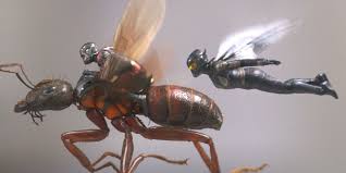 Image result for Ant Disappear What Is Coming ?