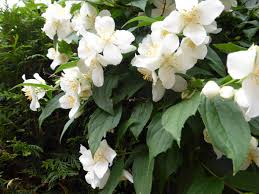 Wir garantieren qualität und schnelle lieferung. Falscher Jasmin Bauernjasmin Oder Pfeifenstrauch Nachgeharkt