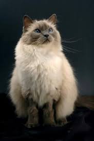 Ragdoll Cat Breed Characteristics And History Lovetoknow