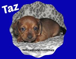 French bulldogs for sale in montana. French Bulldog Pets And Animals For Sale Montana