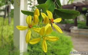 Image result for Tristellateia