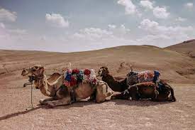 Take your time and enjoy a relaxing journey from marrakech with historic you will see so much more than sand because morocco has many varied landscapes. Desert Agafay Atlas Mountains With Camel Ride Day Trip From Marrakech 2021