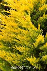 However, its rate of growth often exceeds expectations and trees can quickly grow to 40m, becoming difficult to control and blocking light from neighbouring gardens. Gold Rider Leyland Cypress Leyland Cypress Monrovia Plants Conifer Garden Ideas