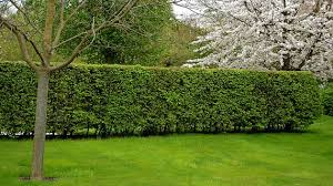 Image result for Živý plot z habru