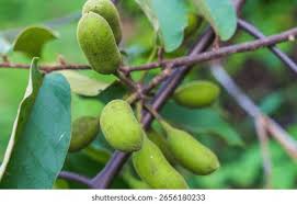 Image result for Uvaria afra