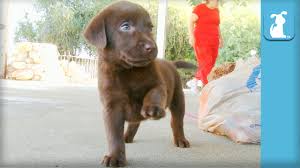We offer akc lab puppies for sale in charlotte, nc call or email us today! The Cutest Chocolate Labrador Puppy Waves His Paw Puppy Love Youtube