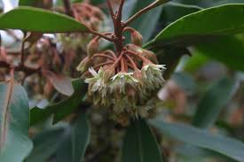 Image result for Monopsis zeyheri