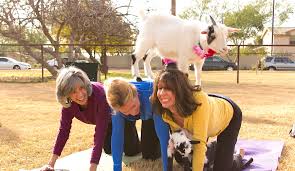 Jennifer began studying yoga in vancouver at radha yoga (2001,) a satellite of the yasodhara ashram. Goat Yoga Is Coming To Victoria Bc 2019