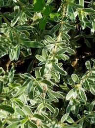 Image result for Coptosperma zygoon