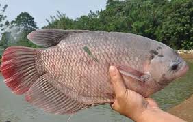 We did not find results for: Info Lengkap Ikan Gurami Asal Usul Ciri Ciri Jantan Betina Makanannya