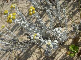 Maybe you would like to learn more about one of these? Cordeirinho Da Praia Cottonweed Otanthus Maritimus Photo Valter Jacinto Photos At Pbase Com