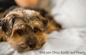 Akute Bauchspeicheldrusenentzundung Pankreatitis Beim Hund