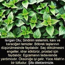 10 1b Begenme 39 Yorum Instagram Da Kadinlarin Sayfasi Pratik Bilgilerr Isirgan Otu Cayini Bende Kullaniyorum Inanilmaz Faydas 2020 Otlar Detoks Suyu Dogal