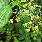 Image result for Hoslundia