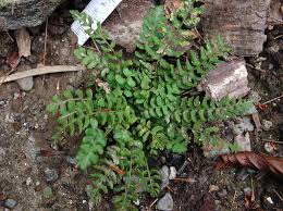 Image result for Woodsiaceae