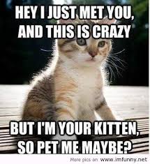 Pin By Estela Gaite Seco On Cuteness Cat Quotes Funny Funny Animals Funny Cat Memes