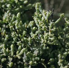 Image result for Halosarcia indica