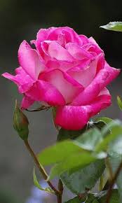 Faith In God Is All You Need For Your Breakthrough Keep The Faith Beautiful Pink Roses Flowers Beautiful Flowers