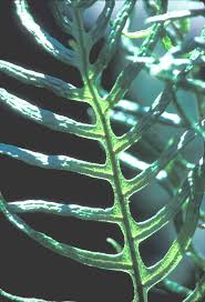 Image result for Blechnaceae