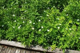 Image result for Ottelia cylindrica