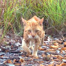 Australia's secret weapon to kill millions of feral cats and save endangered marsupials. Feral Cats Now Cover 99 8 Of Australia Wildlife The Guardian