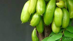 Belimbing wuluh memiliki nama latin averrhoa bilimbi. Manfaat Belimbing Wuluh Untuk Kulit Perhatikan Cara Penggunaan Yang Tepat Hot Liputan6 Com