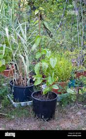 Image result for Dioscorea cayenensis