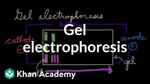 Gel Electrophoresis