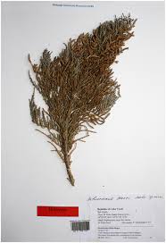 Image result for Sarcocornia natalensis