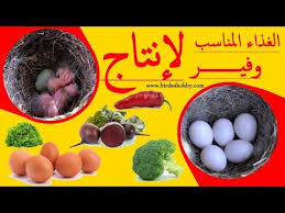 غذاء الطيور المناسب في موسم الإنتاج طائر الحسون طائر الكناري و طيور الحب youtube food eggs breakfast