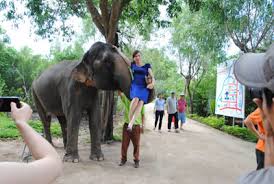 Kết quả hình ảnh cho suối hoa lan