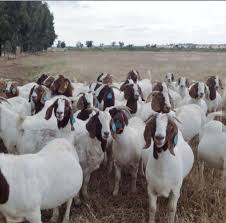 By clicking create alert you accept the terms of use and privacy notice and agree to receive newsletters and promo offers from us. South Africa Live Boer Goats Buy Holstein Dairy Cows For Sale Brahman Calves Brahman Bulls Pregnant Brahman Cattle Cows Healthy Pregnant Holstein Heifers Cow Product On Alibaba Com