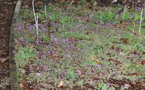 Image result for Corydalis mildbraedii