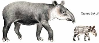 Image result for tapir