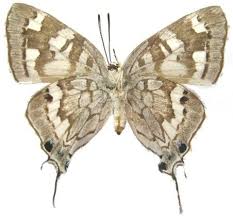 Image result for Erianthemum taborense