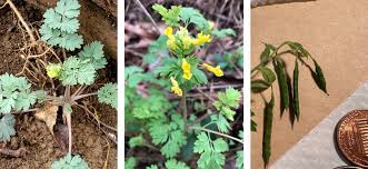 Image result for Corydalis