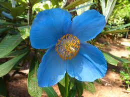 This is the easiest to grow himalayan blue poppy. Himalayan Blue Poppy Care Rhododendron Species Botanical Garden