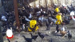We did not find results for: 1 Contoh Kandang Ayam Litter