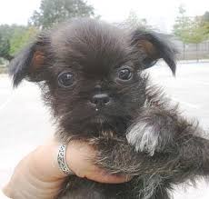 Also known as shichi, this dog is a crossbreed from the shih tzu and chihuahua and has just as much confidence as it does cuteness. Shih Tzu Chihuahua Mix Puppy For Adoption In Orlando Florida Ramos 1m Chihuahua Mix Puppies Pet Adoption Shih Tzu
